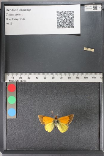 Media type: image;   Entomology 119604